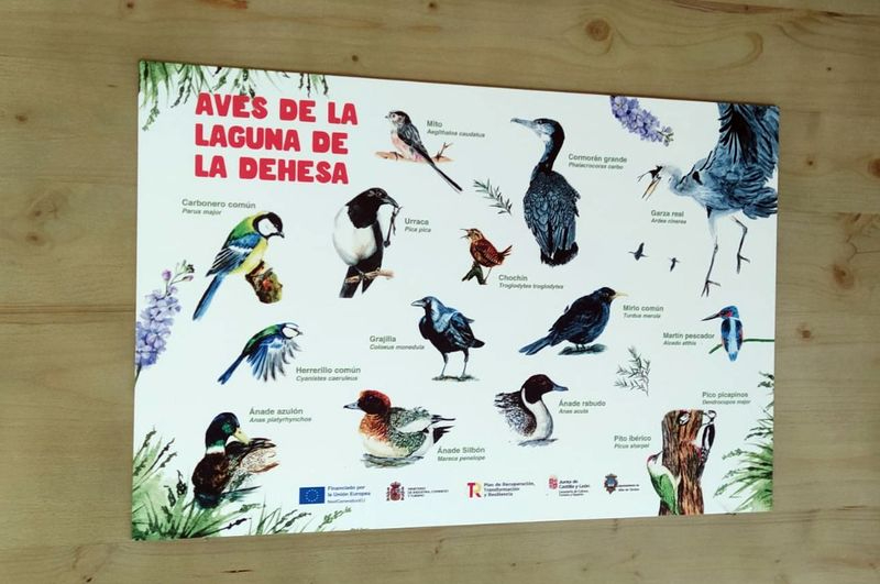 Observatorio de aves de Alba de Tormes: guía perfecta para disfrutar de la laguna de la Dehesa