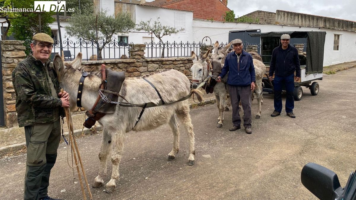 Romería con burros desde Lumbrales al Cristo de Cabrera para rememorar la hazaña de tres hermanos soldados