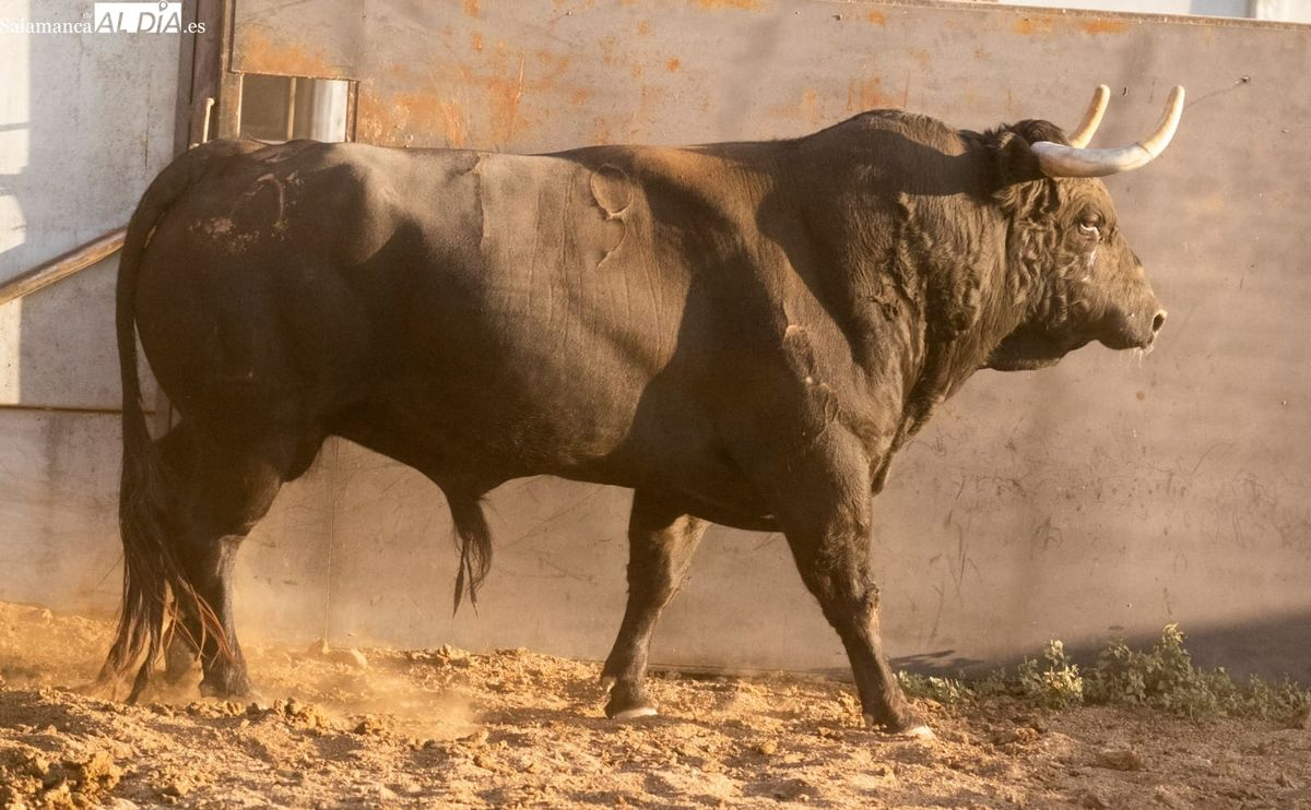 Cuatro ganaderías charras en una interesante corrida concurso en Ávila
