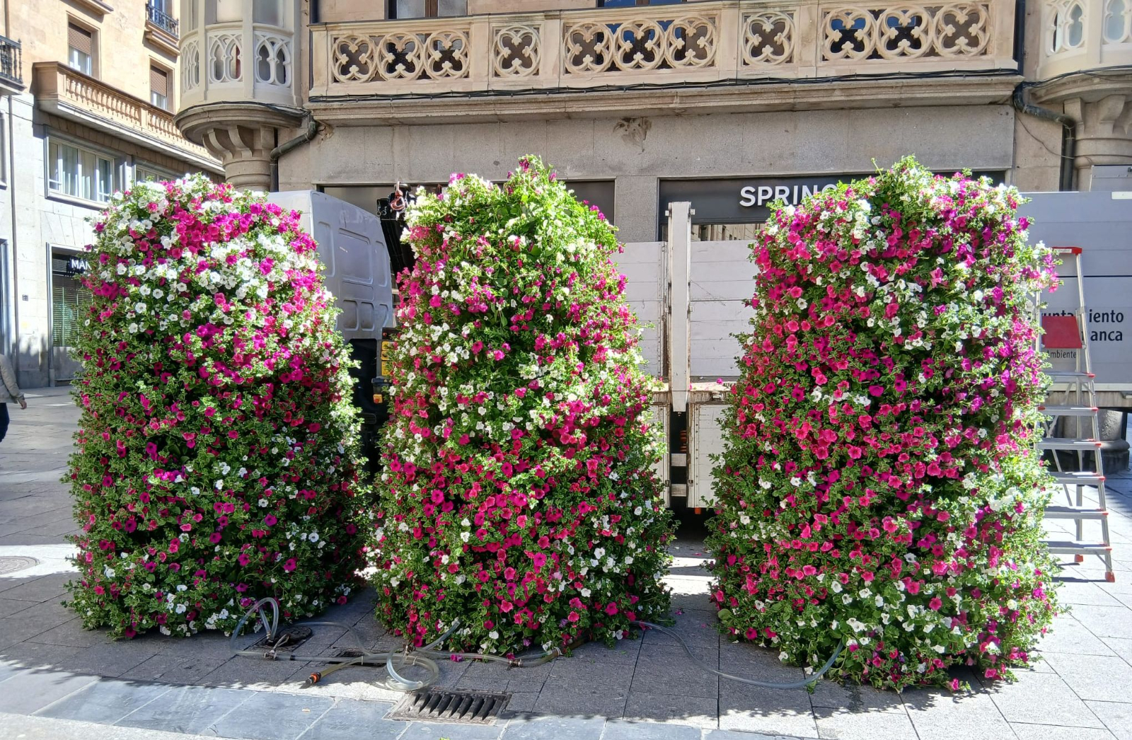 De torres florales a un muro verde: Salamanca inicia la renovación de 40.000 plantas de flor 