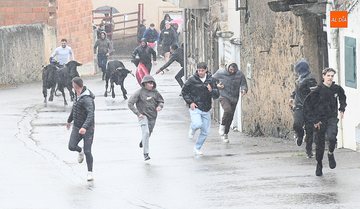 Encierro de vaquillas bajo la lluvia con motivo de la festividad de la Santa Cruz en El Bodón