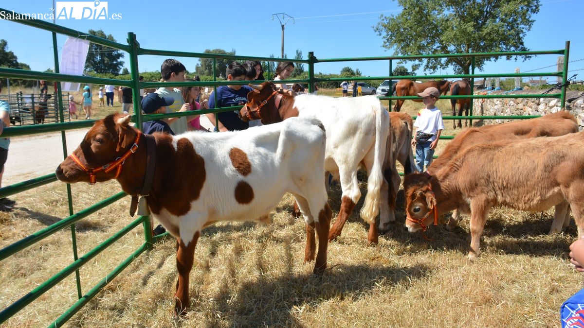 Bañobárez celebra una animada feria ganadera con más animales que nunca y mucho público