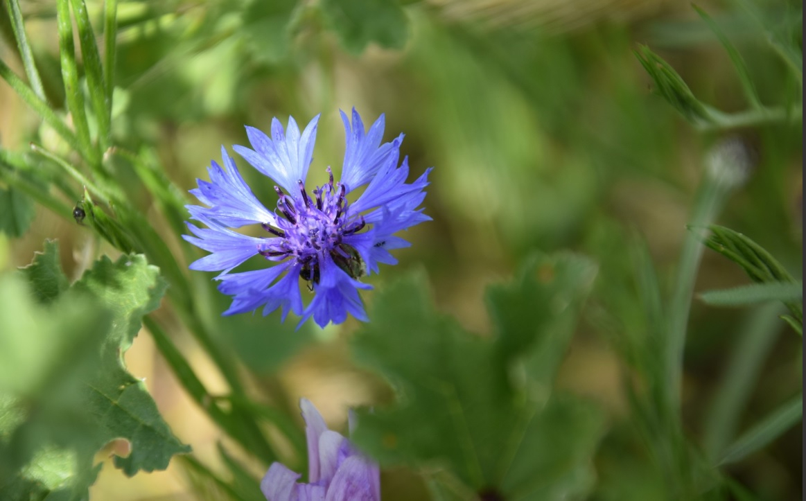 El calor y los libreros del corazón