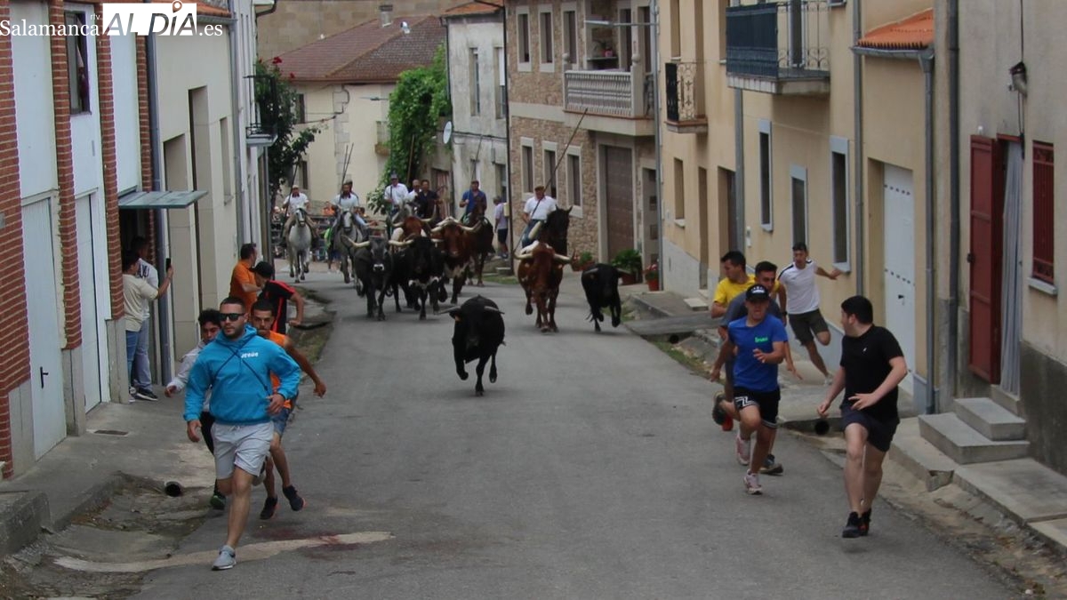 Novillos, vaquillas y caballos protagonizan el último día de las fiestas de San Juan de Hinojosa de Duero