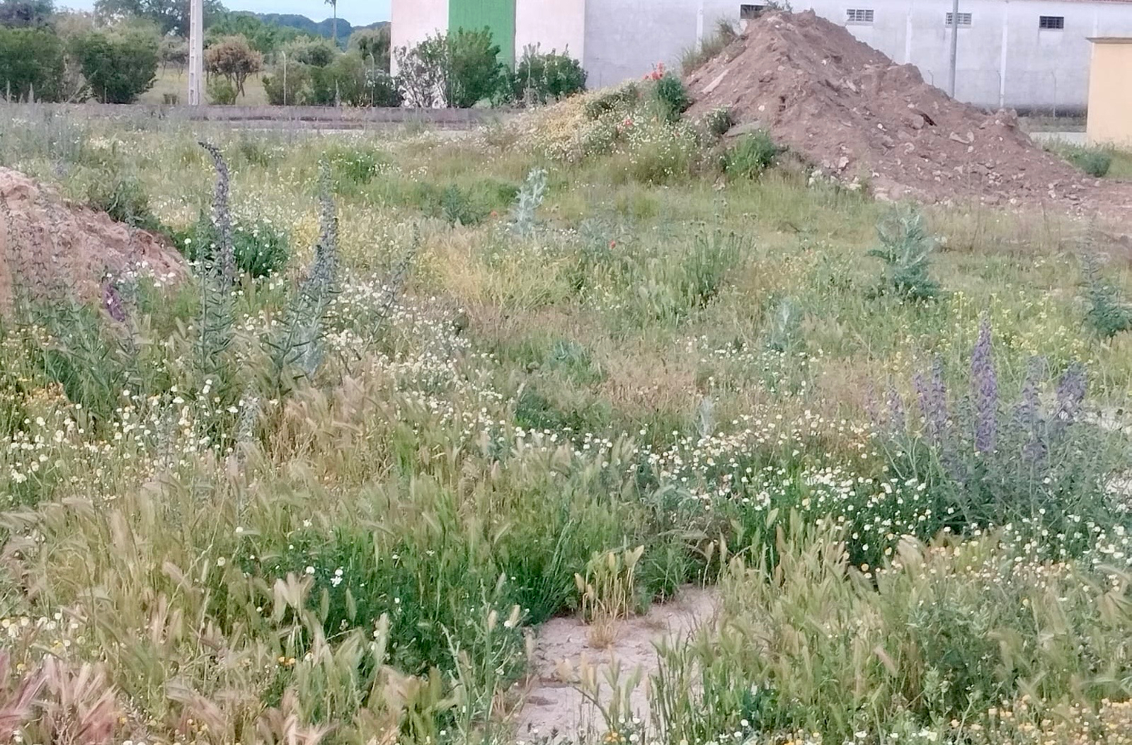 Peñaranda en Común denuncia el incumplimiento de la normativa municipal en solares municipales y privados