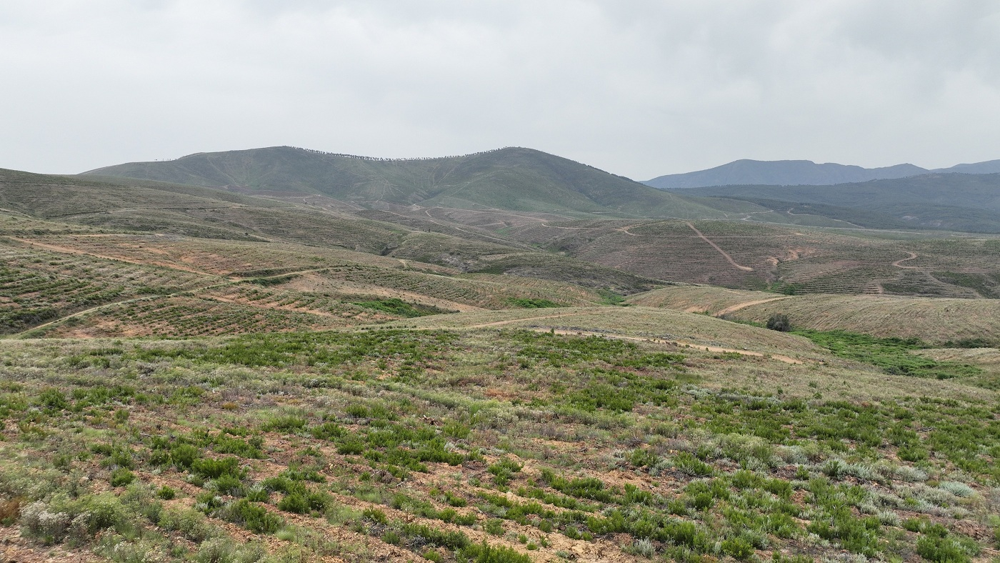 Nace el Bosque MERLIN en Salamanca: un pulmón de 200 hectáreas para capturar 160.000 toneladas de CO₂