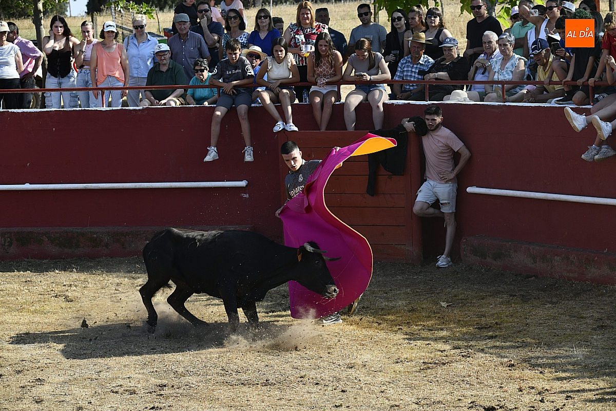Una capea popular pone la guinda a las fiestas de San Antonio en Campillo de Azaba