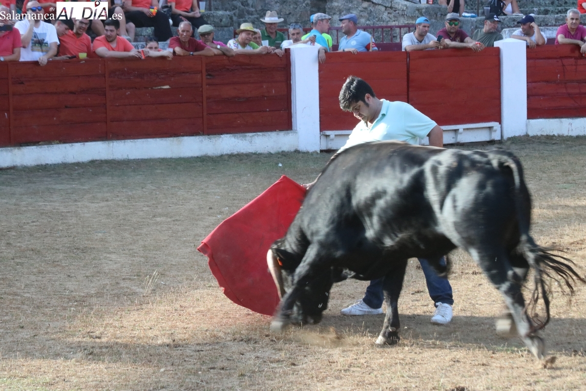 Buen juego del ganado en la capea del viernes de Corpus en Vitigudino