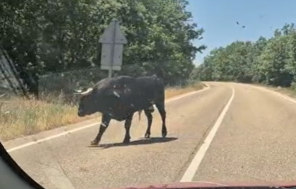 Un toro y numerosas vacas protagonizan un ‘encierro’ improvisado entre El Cabaco y El Maíllo