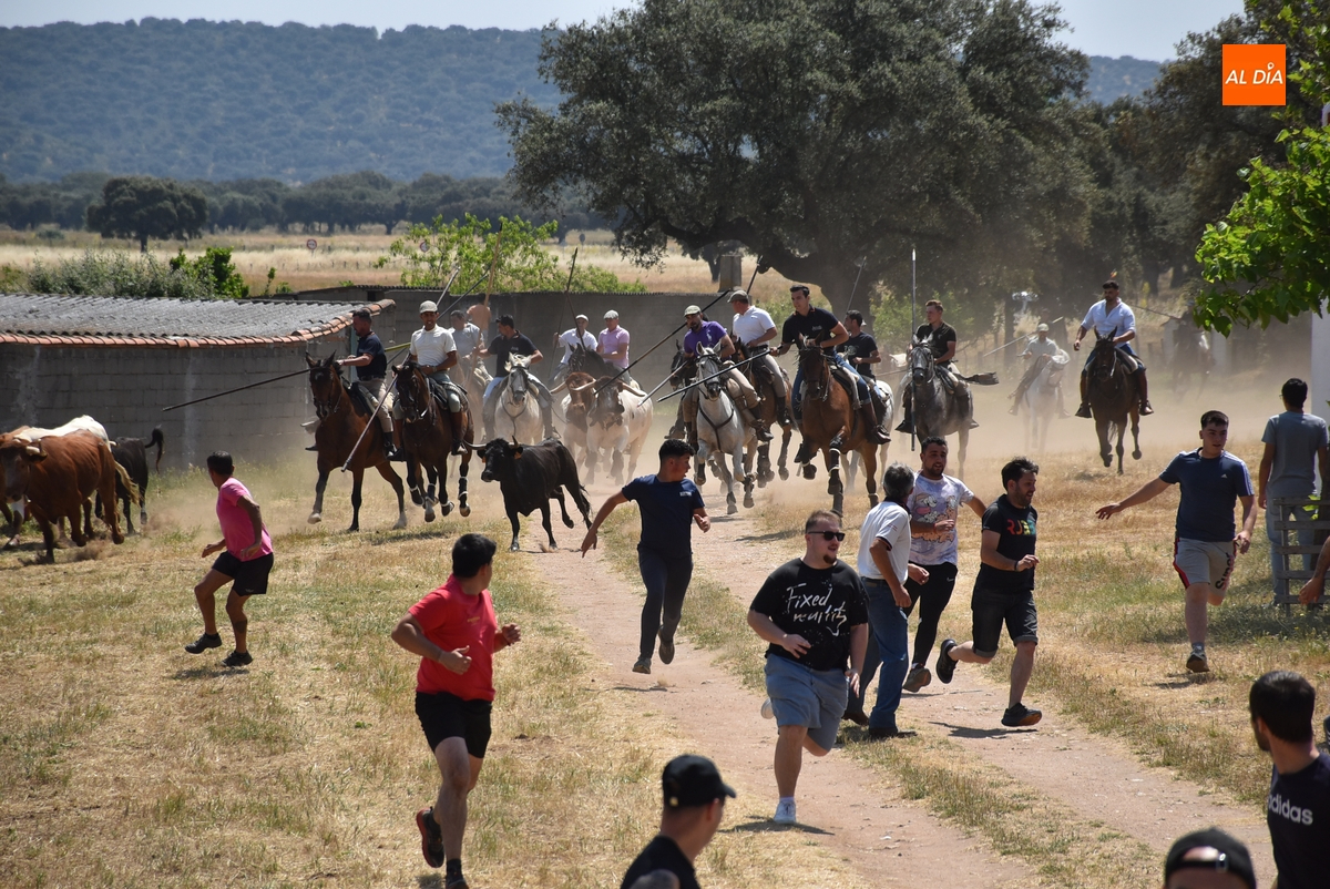 Vistosísimo y complicado encierro en Campillo de Azaba con escapada incluida de dos vacas