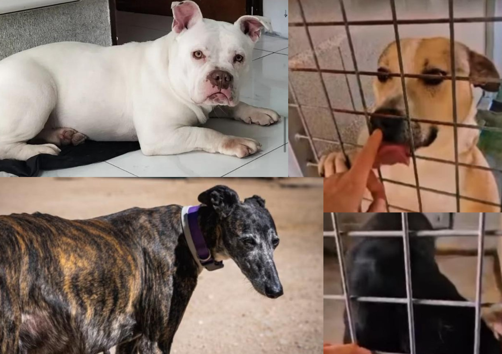 Pandora, Viana, Nelson o Sky, estos son algunos animales que buscan familia de acogida o adopción en Salamanca