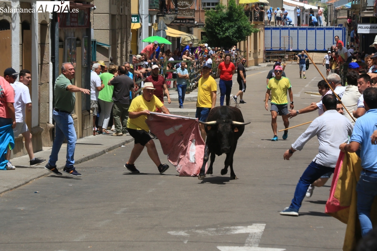 Rápido encierro de sábado de Corpus en Vitigudino