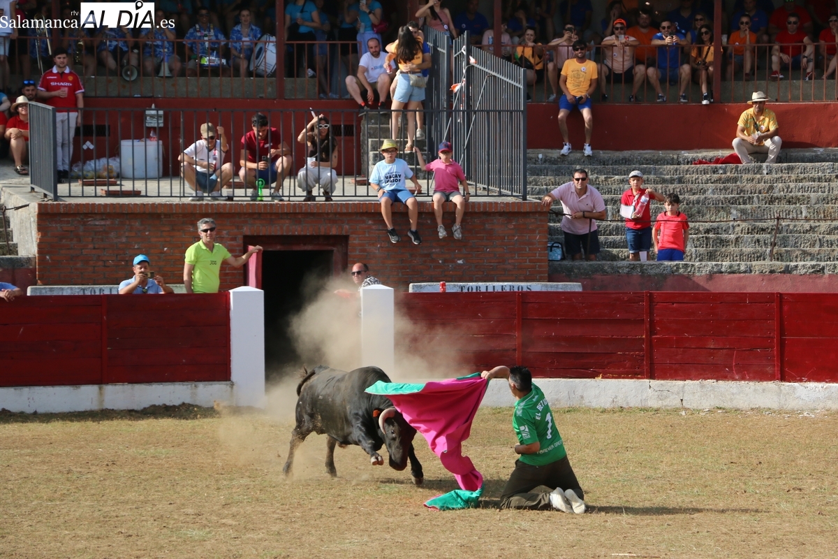 Entretenida capea de sábado de Corpus en Vitigudino, en la que no faltó el revolcón