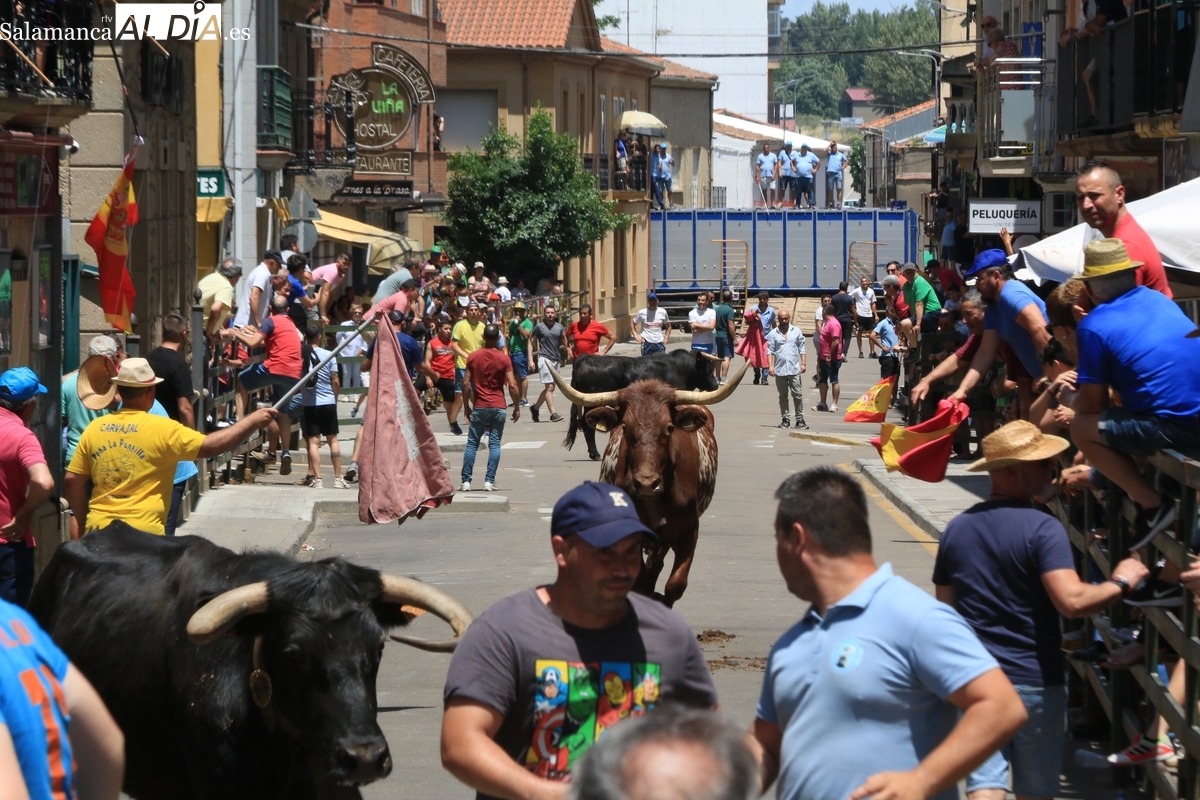 Vitigudino despide los Corpus con un último encierro de lo más vistoso para el público