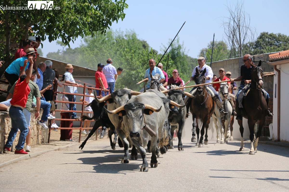 Accidentado encierro a caballo en Bogajo con reses de Hros. de Dionisio Rodríguez