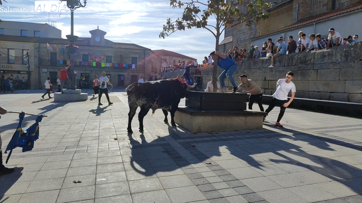 Vitigudino abre su pre-Corpus este sábado con el IX Toro de Cajón y el toro Campanillas