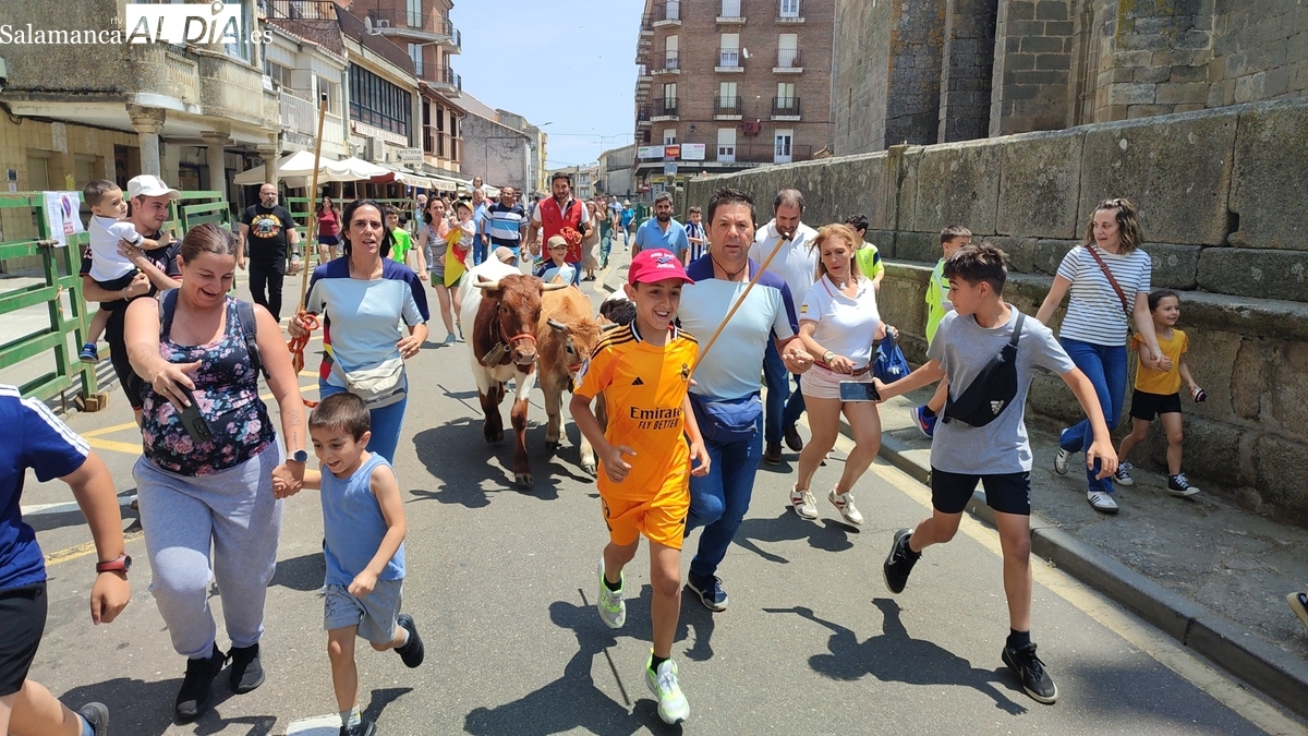 La bueyada infantil Tauro Tormes llena de emoción las calles de Vitigudino