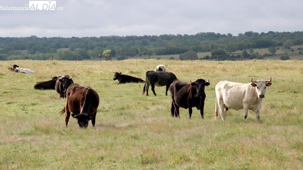 La carne de vacuno continua sin techo mientras cebada y avena siguen con descensos