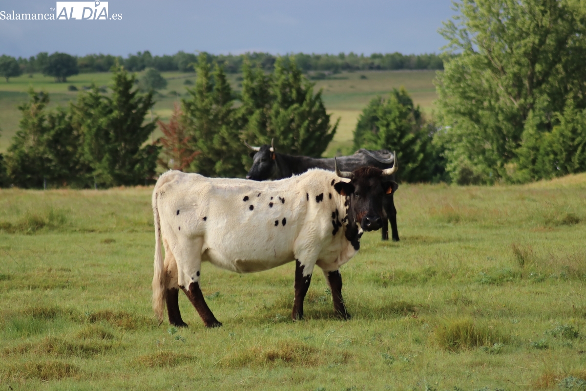 El cereal continúa estancado mientras la carne de vacuno y lechazos mantienen las cotizaciones al alza 