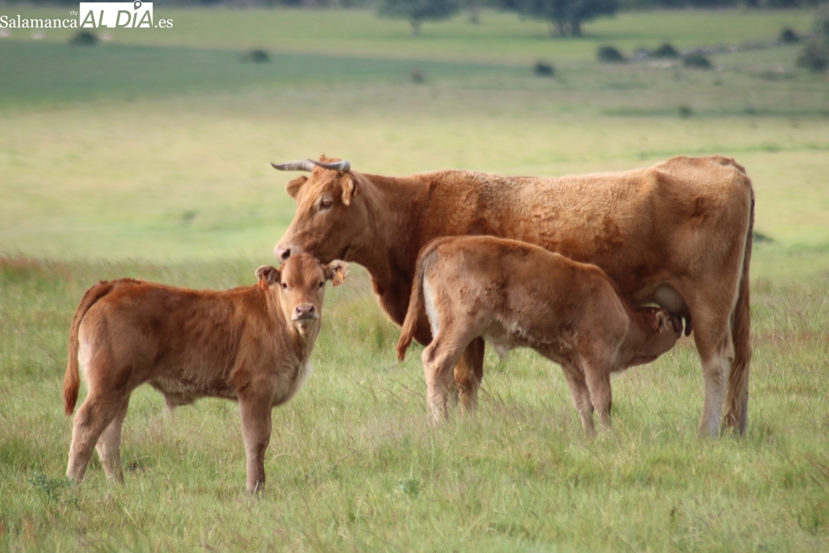 Nuevo descalabro para el cereal y subida de la carne de vacuno