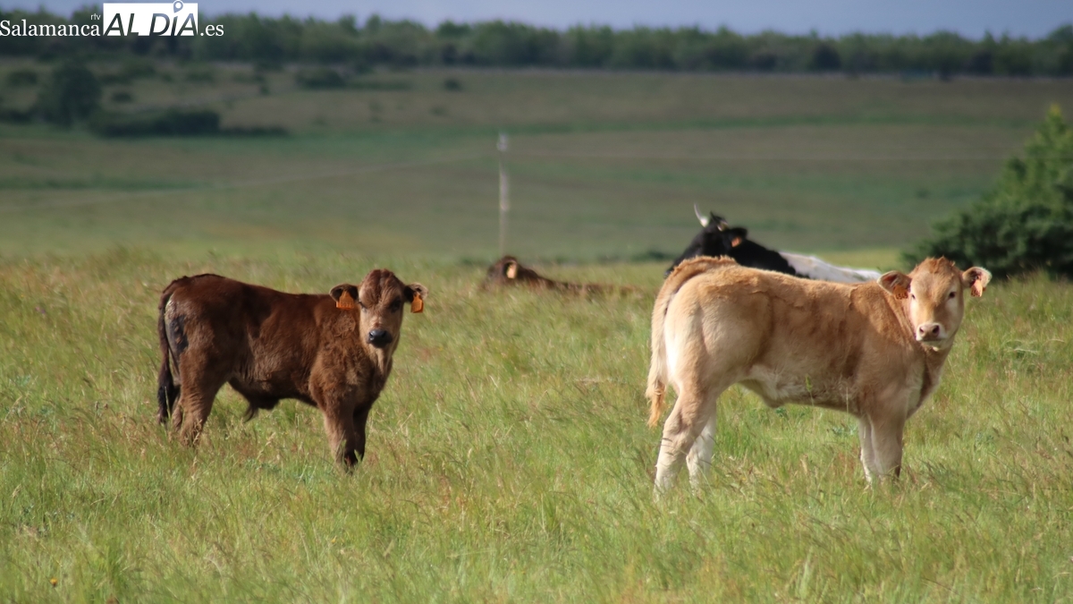 El cereal continúa con cotizaciones a la baja y la carne de vacuno sigue sin tocar techo 