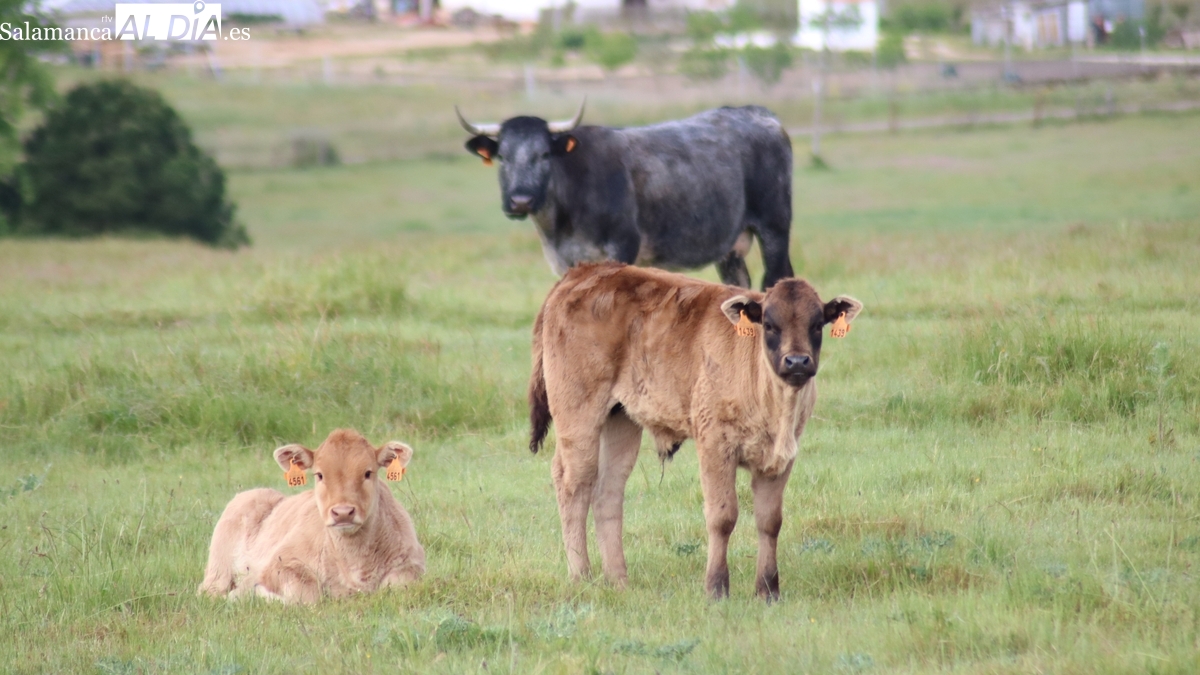 La Mesa de cereal recula tras la indignación de los productores