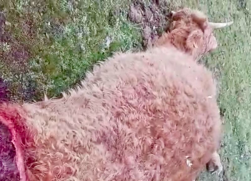 Un centenar de buitres devora una vaca pariendo y su ternero en Pelayos