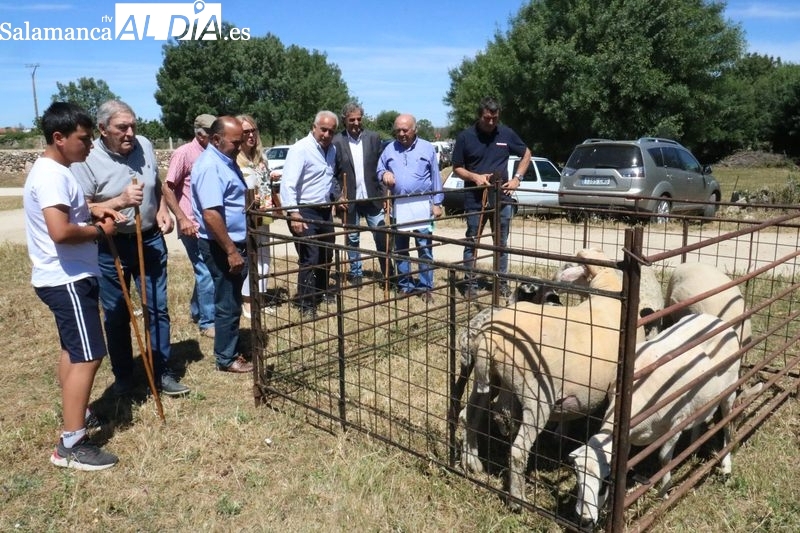 Bañobárez celebra este fin de semana su tradicional Feria Ganadera con más animales y más actividades