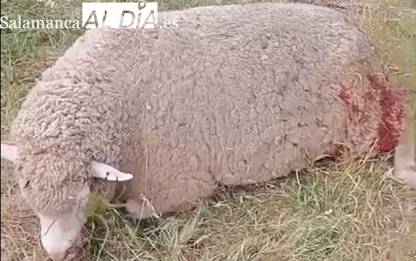 Tres ovejas muertas en un nuevo ataque de buitres en La Zarza de Pumareda