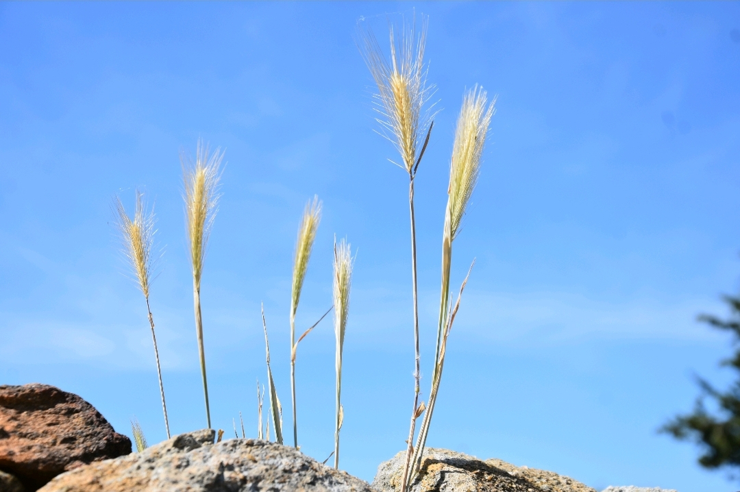 Los intensos y el calor