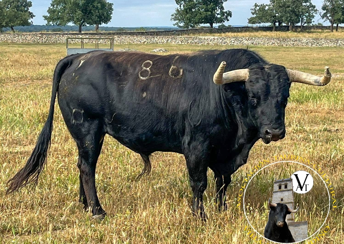 Un percance obliga a sustituir a Campanillas: Músico será el protagonista del IX Toro de Cajón en Vitigudino