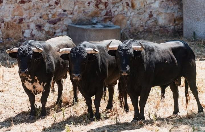 Molinito, de Garcigrande, el toro del debut de Marco Pérez en Salamanca 