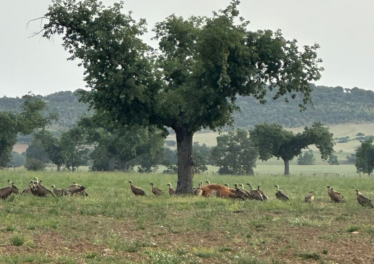 La desesperación de un ganadero salmantino: Estaban vivos y se los comieron; no dio tiempo a nada