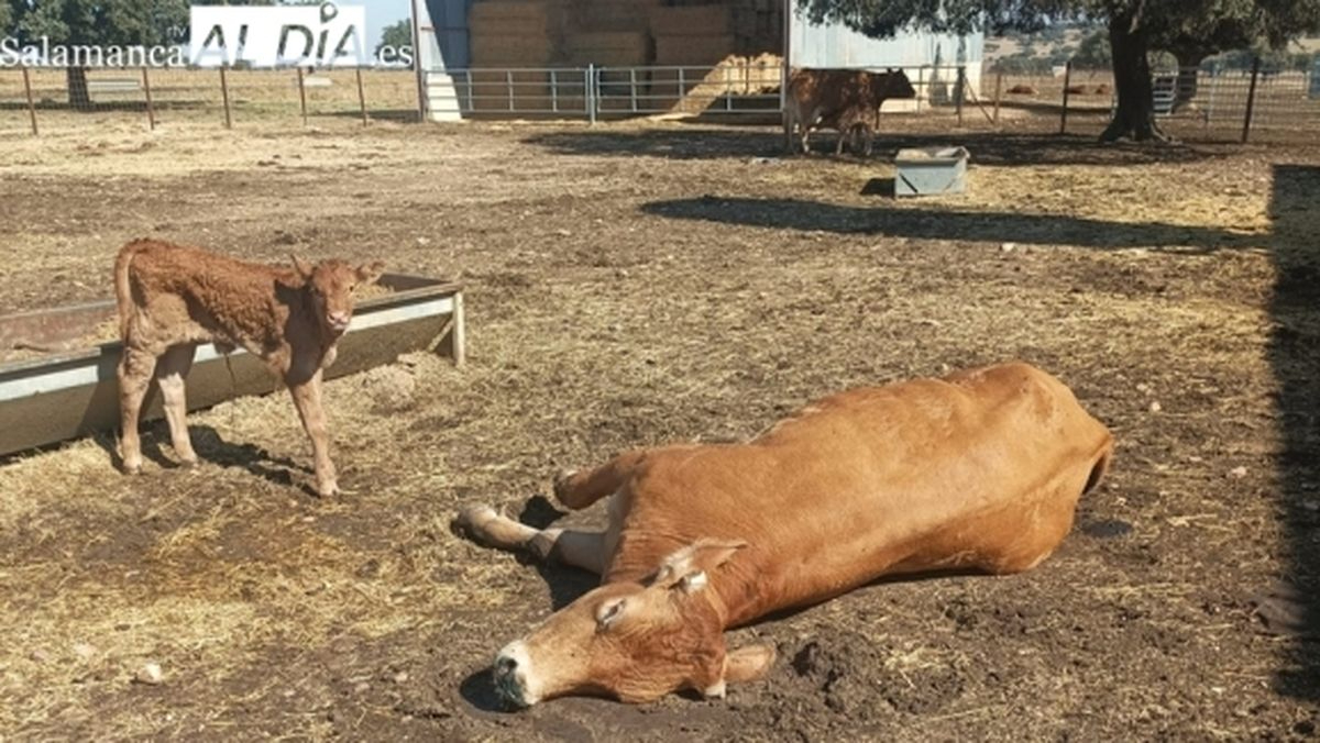 Cadáveres  de animales sin recoger en Salamanca: alertan sobre este problema sanitario con el calor