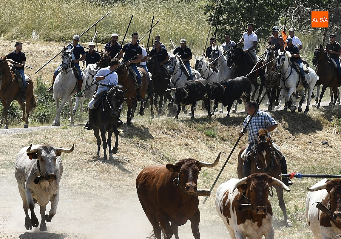 Éxito del encierro a caballo en Navasfrías, que estrena recorrido