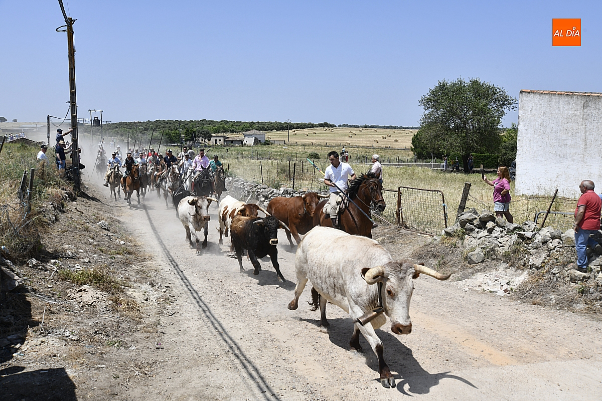  Exitoso y Puntual Encierro a Caballo en Martín de Yeltes