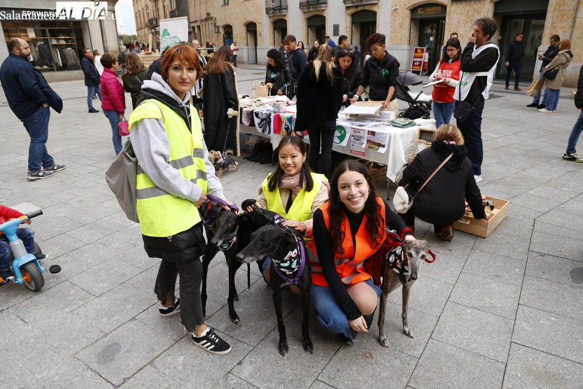 La protectora Siempre Fiel continúa salvando y mejorando la vida de los perros de Salamanca 