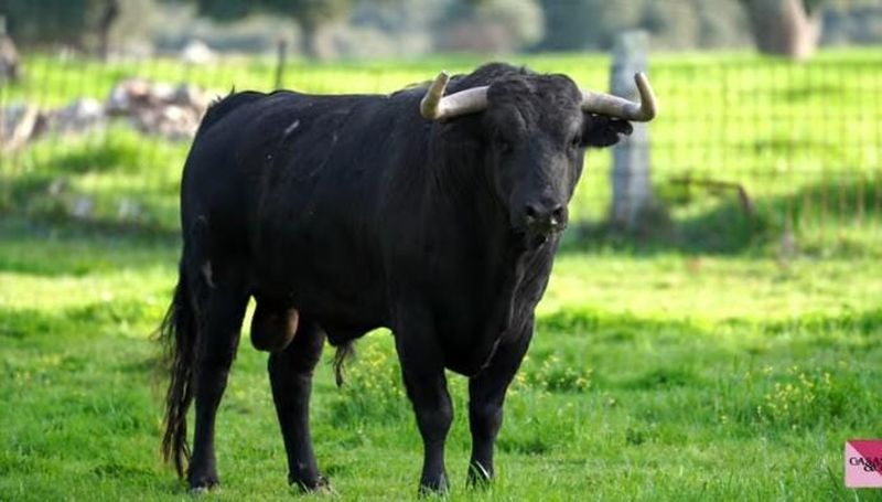 VÍDEO | Estos son los toros para la alternativa de Marco Pérez en Nimes
