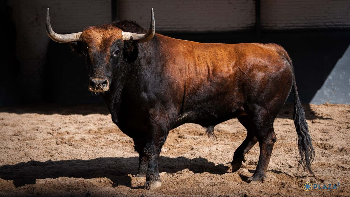 Chorlito, toro de la confirmación de alternativa de Ismael Martín en Las Ventas (FOTOS)