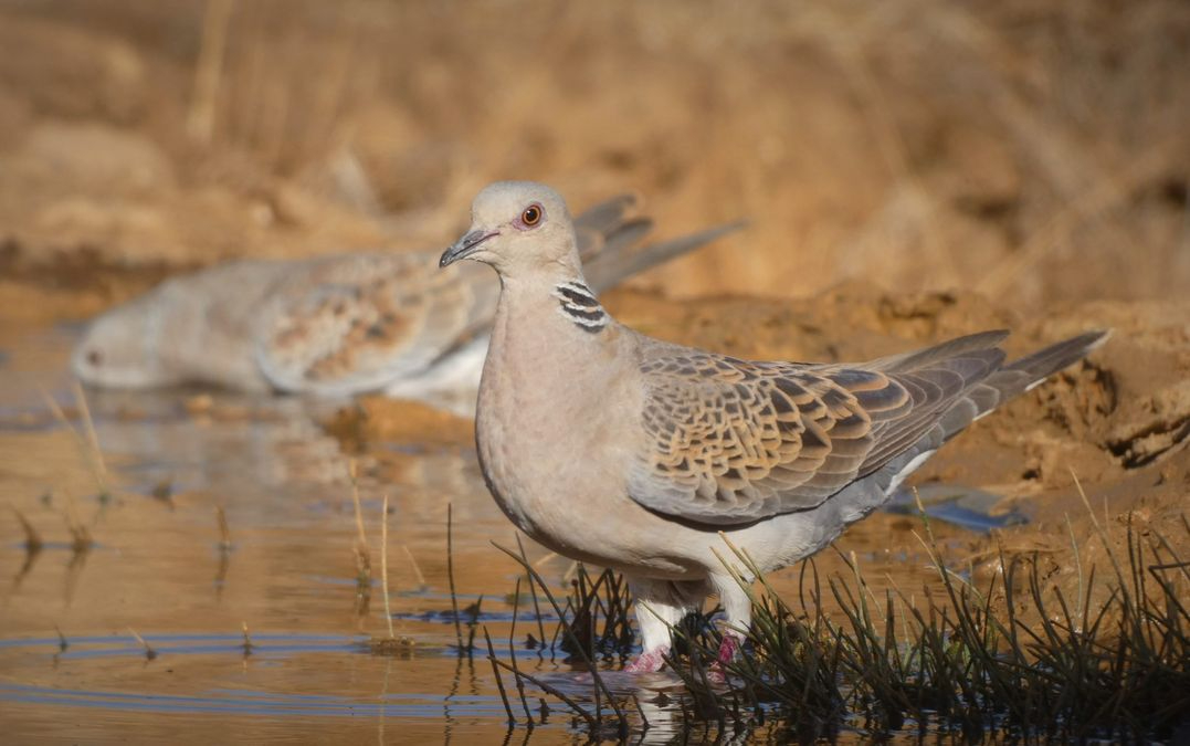 La Junta autoriza la caza de la tórtola europea en 276 cotos de Castilla y León