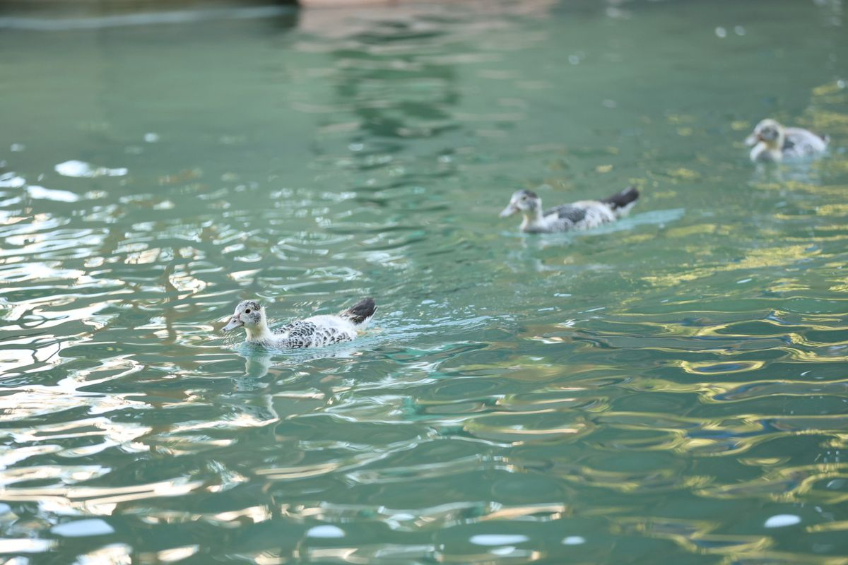 El secreto del éxito