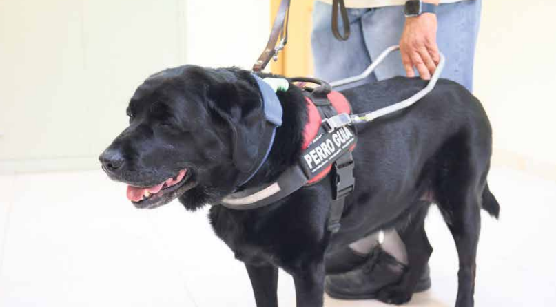 Los héroes perrunos, cruciales para la sociedad 