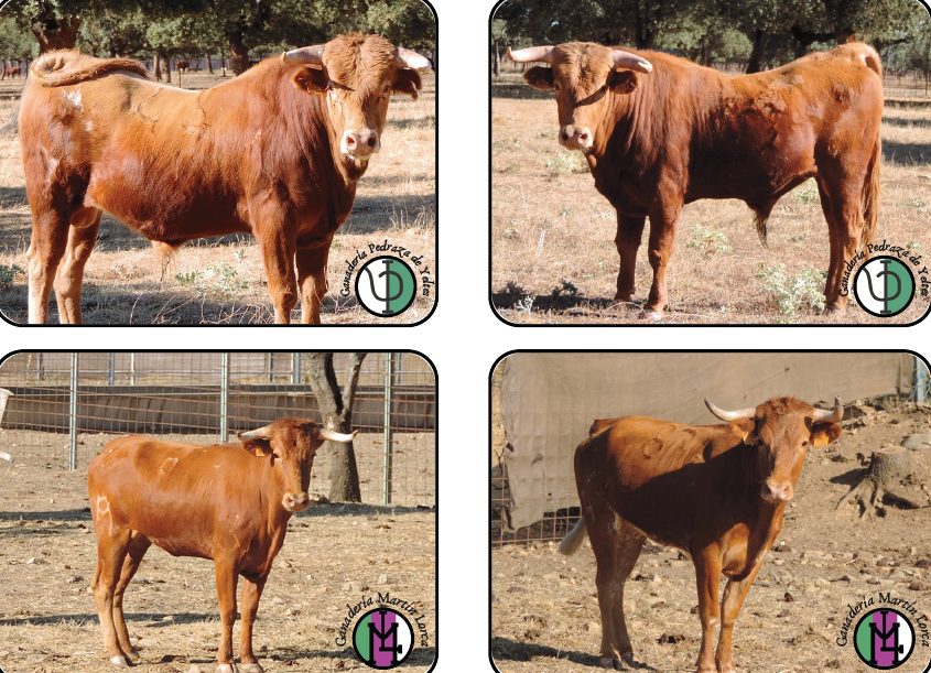 Navasfrías termina de desvelar los actos de su Semana Cultural, con las citas taurinas el viernes 15