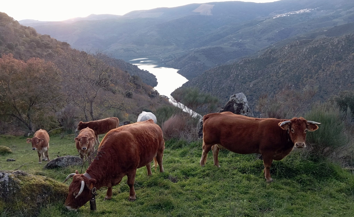 Dehesa Grande reivindica el papel clave del cooperativismo en el futuro del campo salmantino
