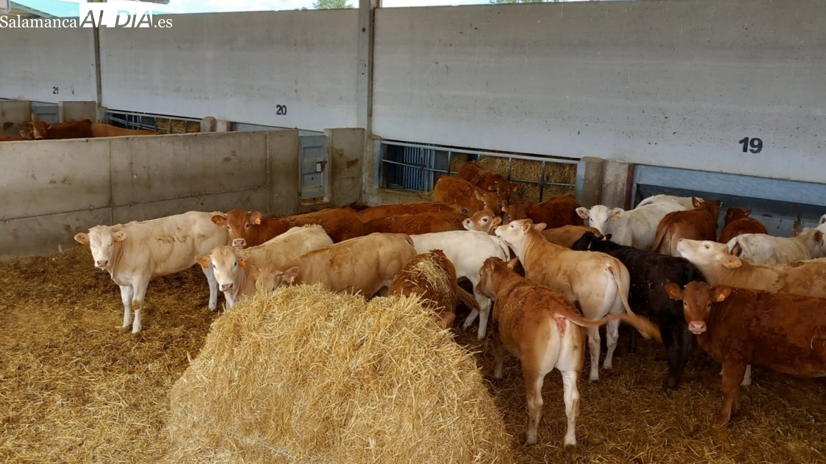 Dehesa Grande renueva el sello Welfair de bienestar animal en su industria cárnica y en sus granjas de cebo