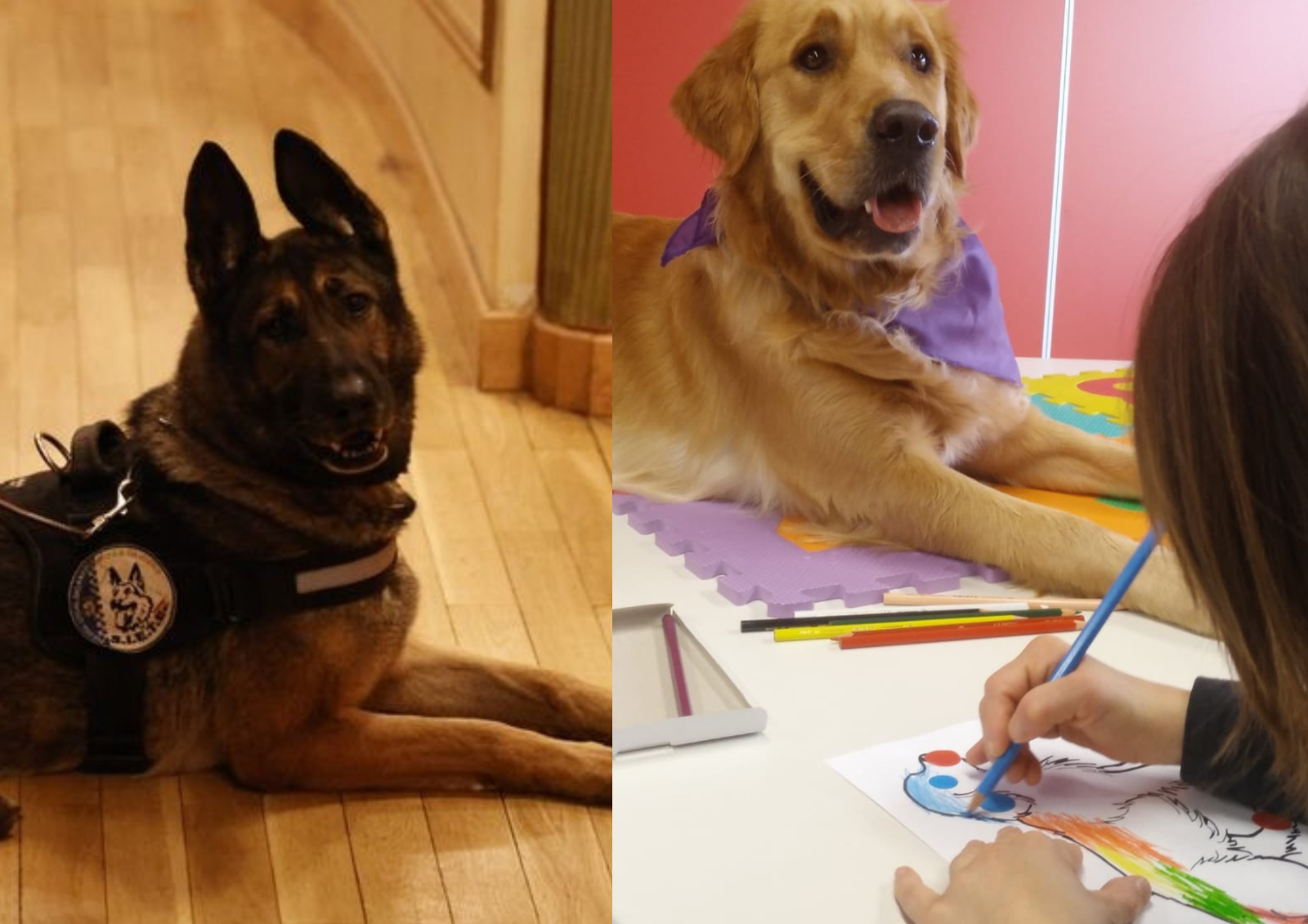 De la seguridad a la intervención asistida: así es la fundamental labor de los canes 