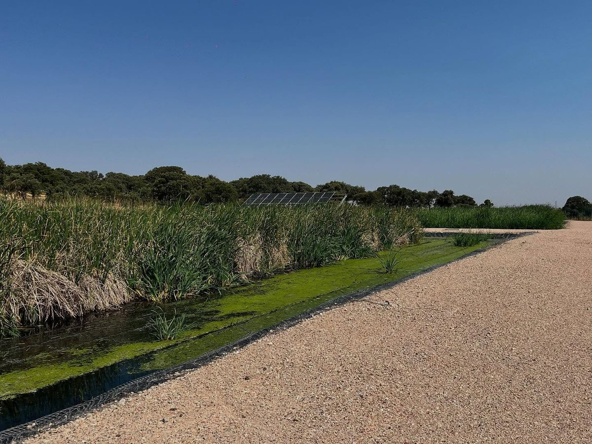 La nueva depuradora salmantina que reproduce el funcionamiento de los ecosistemas naturales
