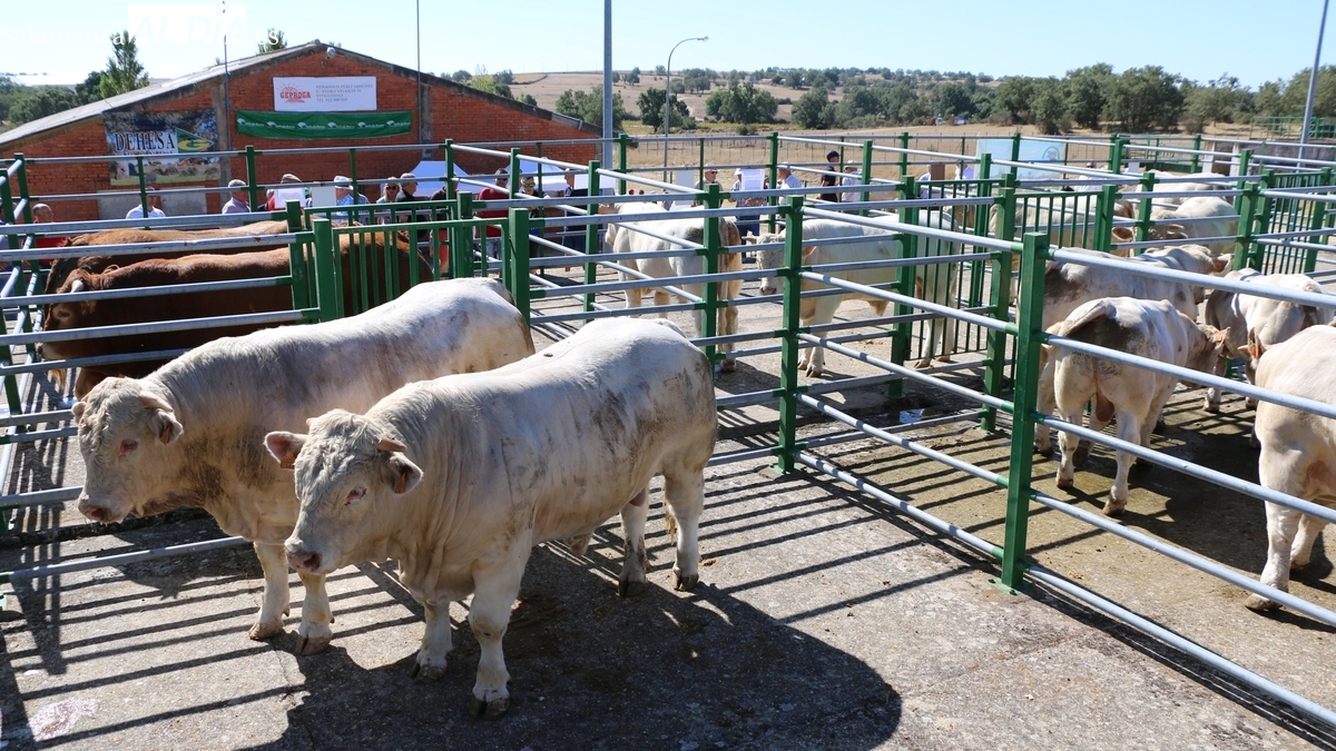 Regresa a Vitigudino la Feria y Concurso de Ganado del 16 de agosto 