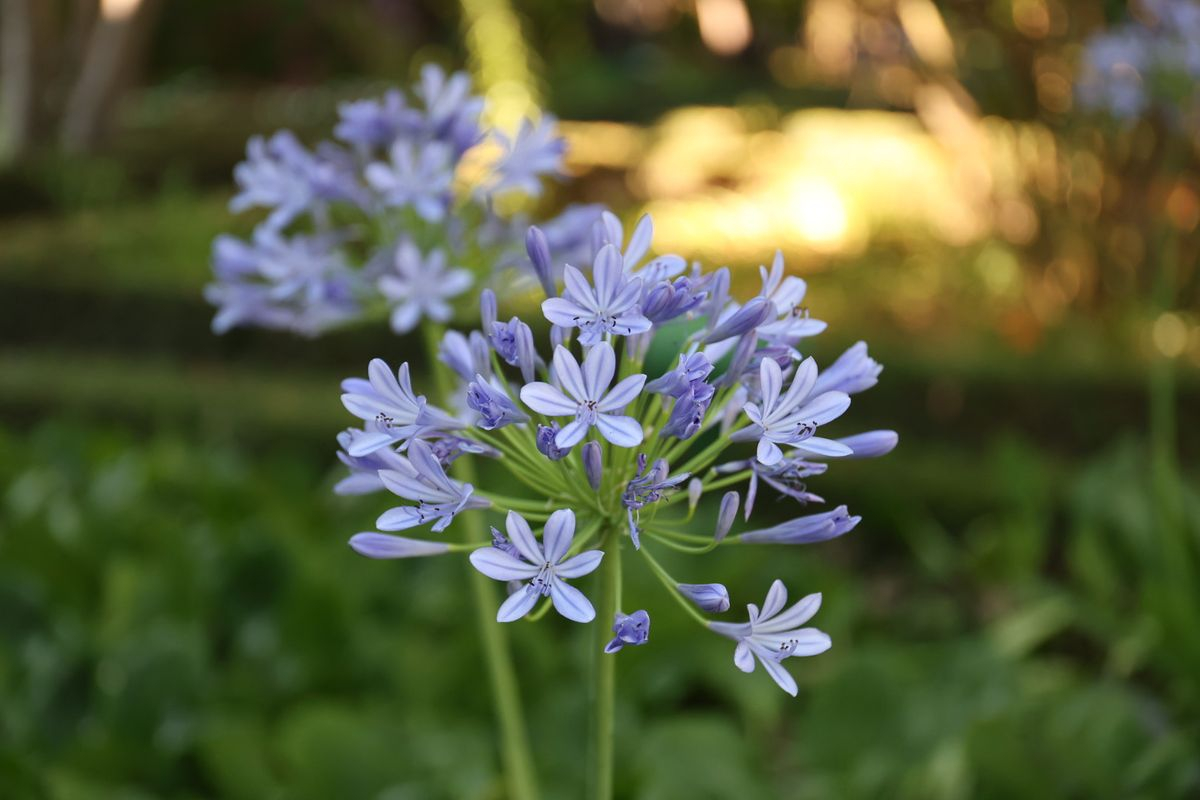 Las flores y la vida