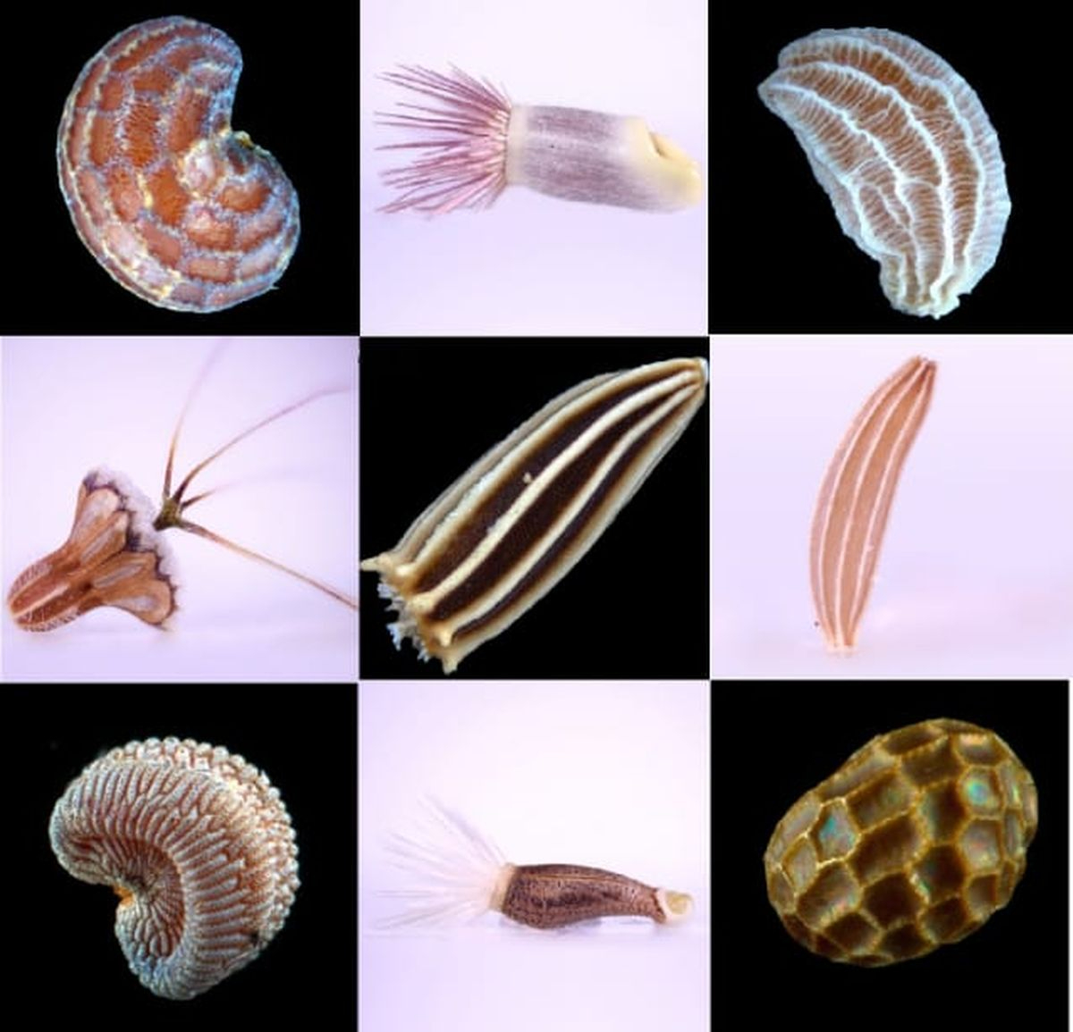 El universo oculto en las semillas de Salamanca: una alumna de la USAL crea un atlas fotográfico pionero